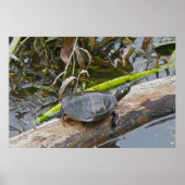 Painted Turtle Sunning Poster (Vorne)