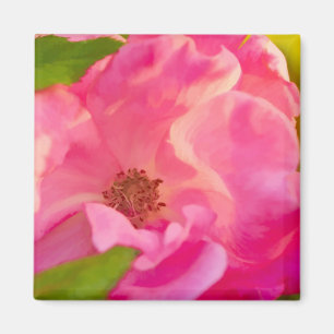 Painterly abstrakte rosa knockout Rose Magnet