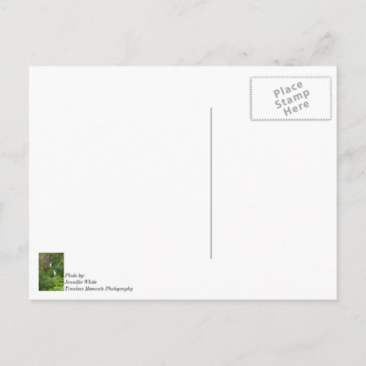 Painterly Plunderbird Postkarte (Rückseite)