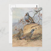 Painting of two different Quail species by Allan Postkarte (Vorne/Hinten)