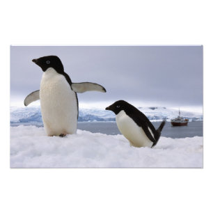 Pair Adelie Pinguine Antarktis Fotodruck