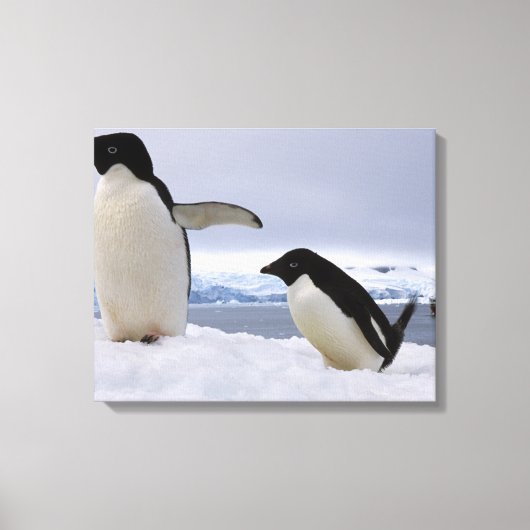 Pair Adelie Pinguine Antarktis Leinwanddruck (Vorderseite)