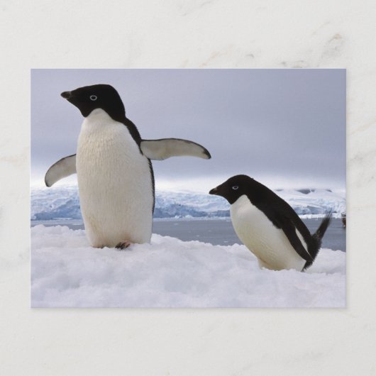 Pair Adelie Pinguine Antarktis Postkarte (Vorderseite)