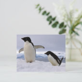 Pair Adelie Pinguine Antarktis Postkarte (Stehend Vorderseite)