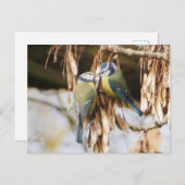 Pair of Blue Tit Birds Postcard Postkarte (Vorne/Hinten)