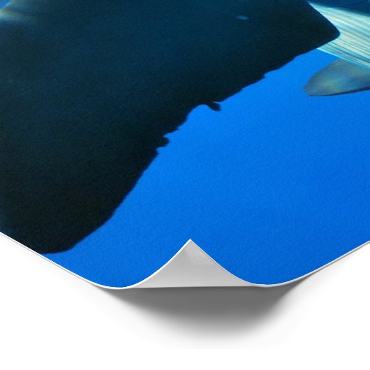 Pair of Curious Delphins Poster (Ecke)