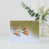 Pair of Dowitchers Postkarte (Stehend Vorderseite)