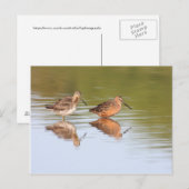 Pair of Dowitchers Postkarte (Vorne/Hinten)