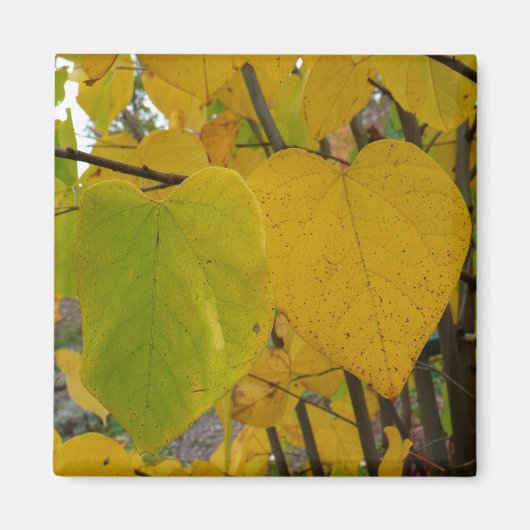 Pair of Fall Redbud Blätter Herbstfotografie Magnet (Vorne)