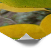 Pair of Fall Redbud Blätter Herbstfotografie Poster (Ecke)