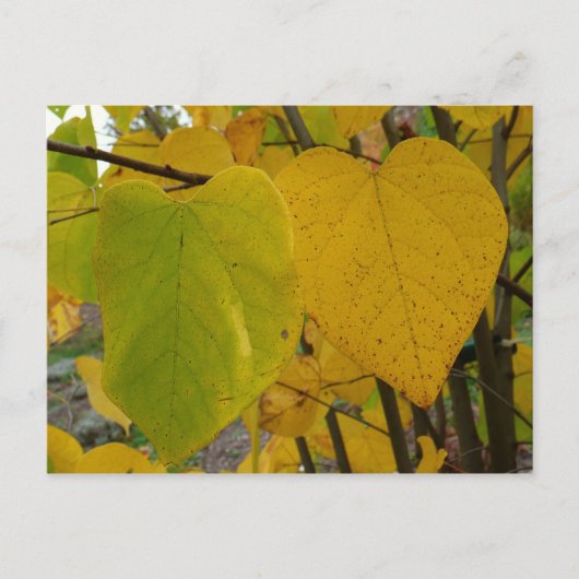 Pair of Fall Redbud Blätter Herbstfotografie Postkarte (Vorderseite)