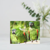 Pair of Green Parrots Postcard Postkarte (Stehend Vorderseite)