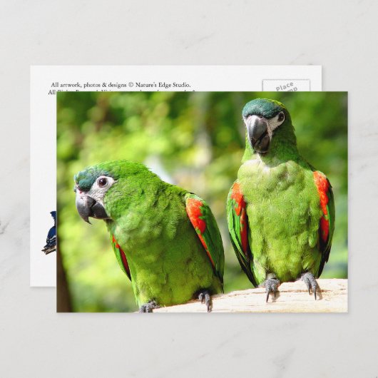 Pair of Green Parrots Postcard Postkarte (Vorne/Hinten)