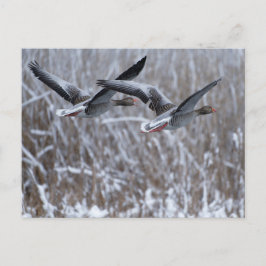Pair of Greylag Gänse Fliegen im Schnee Postkarte