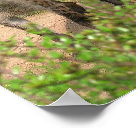 Pair of Hyenas Poster (Ecke)