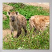 Pair of Hyenas Poster (Vorne)