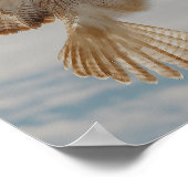 Pair of red-tailed hawks in courtship dance poster (Ecke)