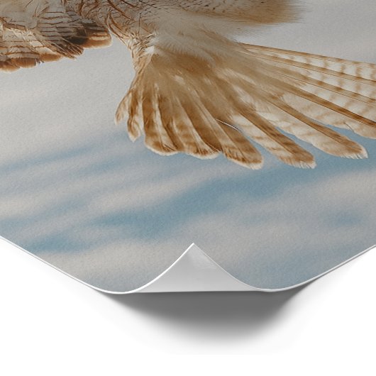 Pair of red-tailed hawks in courtship dance poster (Ecke)