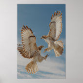Pair of red-tailed hawks in courtship dance poster (Vorne)
