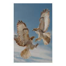 Pair of red-tailed hawks in courtship dance