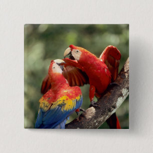Pair of Scarlet Macaws Button