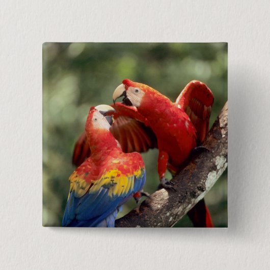 Pair of Scarlet Macaws Button (Vorderseite)