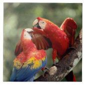 Pair of Scarlet Macaws Fliese (Vorderseite)