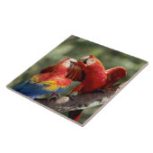 Pair of Scarlet Macaws Fliese (Seite)