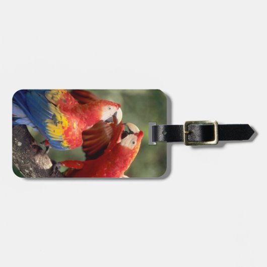 Pair of Scarlet Macaws Gepäckanhänger (Vorderseite horizontal)