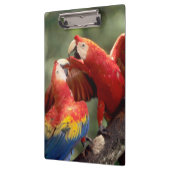 Pair of Scarlet Macaws Klemmbrett (Links)