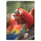 Pair of Scarlet Macaws Klemmbrett (Rückseite)