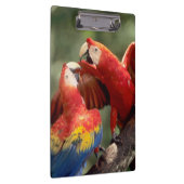 Pair of Scarlet Macaws Klemmbrett (Rechts)