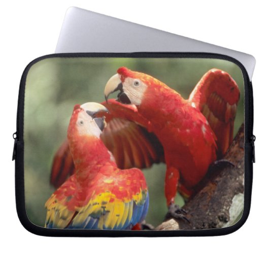 Pair of Scarlet Macaws Laptopschutzhülle (Vorderseite)