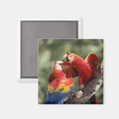 Pair of Scarlet Macaws Magnet (Vorderseite/Rückseite)