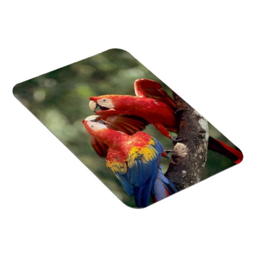 Pair of Scarlet Macaws Magnet (Rechte Seite)