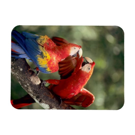 Pair of Scarlet Macaws Magnet (Horizontal)