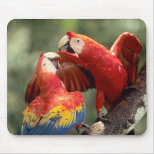 Pair of Scarlet Macaws Mousepad