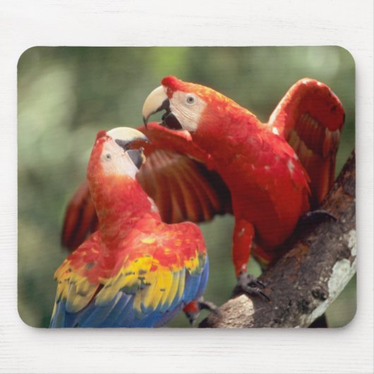 Pair of Scarlet Macaws Mousepad (Vorne)