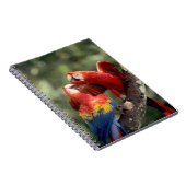Pair of Scarlet Macaws Notizblock (Rechte Seite)