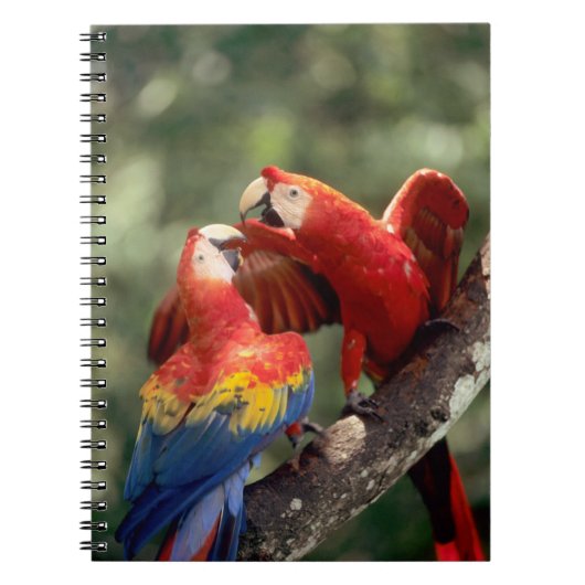 Pair of Scarlet Macaws Notizblock (Vorderseite)
