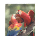Pair of Scarlet Macaws Notizblock (Vorderseite)
