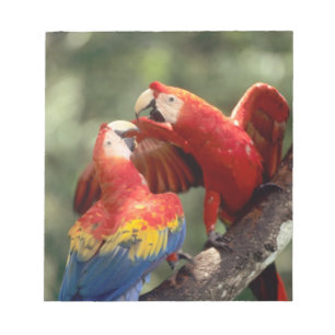 Pair of Scarlet Macaws Notizblock