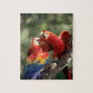 Pair of Scarlet Macaws Puzzle