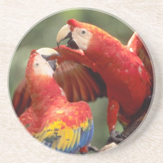 Pair of Scarlet Macaws Sandstein Untersetzer (Vorne)