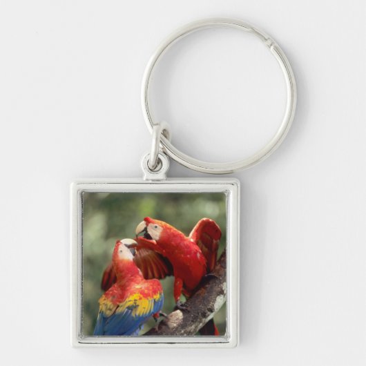 Pair of Scarlet Macaws Schlüsselanhänger (Vorne)