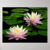 Pair of Water Lilies Poster (Vorne)