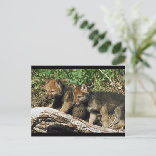 Pair of Wolf Cubs Postkarte (Stehend Vorderseite)