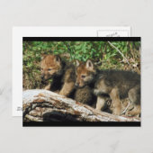 Pair of Wolf Cubs Postkarte (Vorne/Hinten)