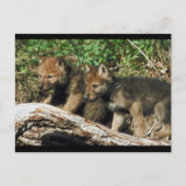 Pair of Wolf Cubs Postkarte (Vorderseite)