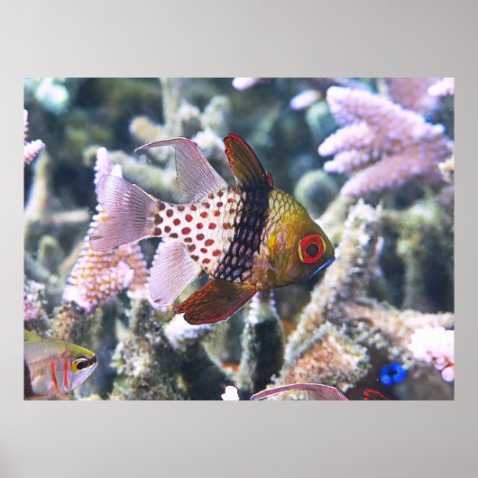 Pajama Cardinalfish Poster (Vorne)